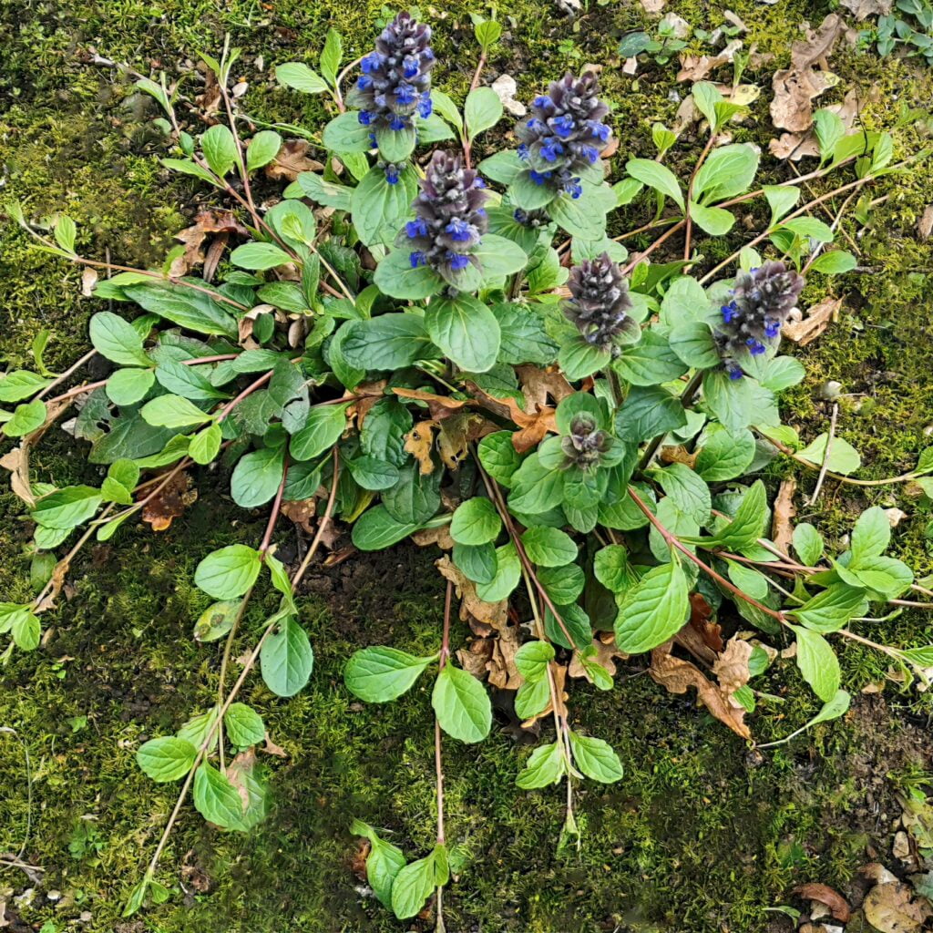 Bugle Rampant Pépinière AB Des Forêts à Croquer