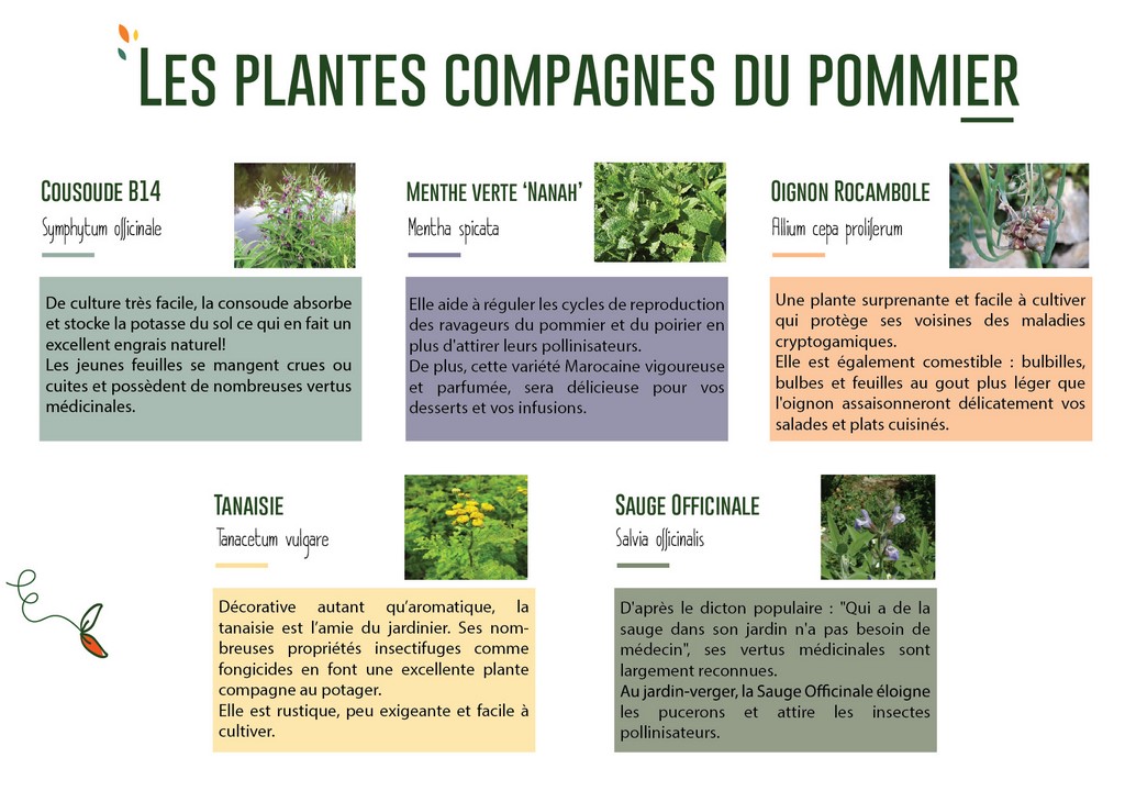 Présentation des 5 plantes compagnes indispensables pour le pommier.