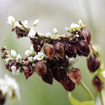 fleurs et graines de Sarrazin perpétuel