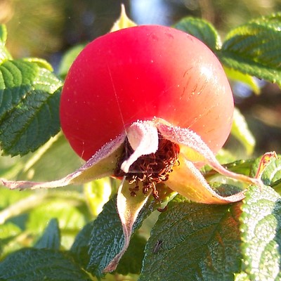 Cynorrhodon fruit du rosier du japon