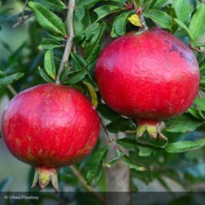 Grenades : Fruits du grenadier variété Parfianka