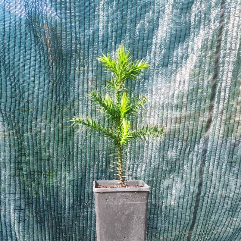 Araucaria Du Chili - Araucaria Araucana - Conifère Persistant Original 'Désespoir Des Singes' - Hauteur 30/40 Cm